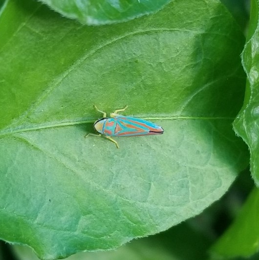 a blue and orange striped insect on a green leaf, the logo of this blog